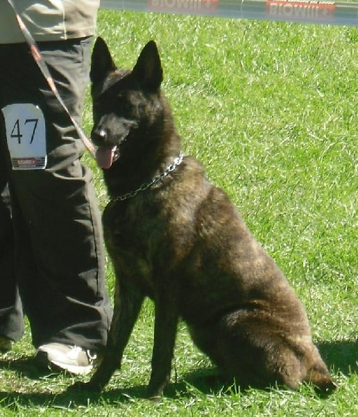 Delis dite isis des Prés de l'Heure - 3ème EXC