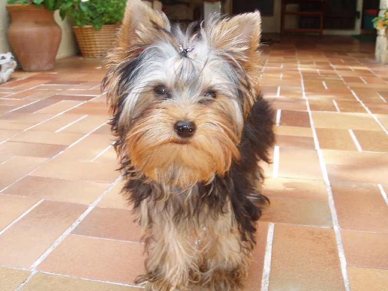 Publication : Du Mas De La Pommière Auteur : zoladek