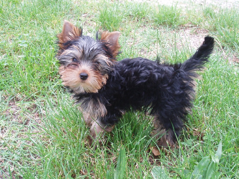 Publication : Du Mas De La Pommière Auteur : zoladek