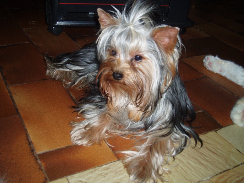 Publication : Du Mas De La Pommière Auteur : zoladek