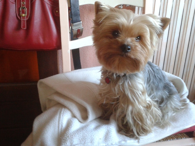 Publication : Du Mas De La Pommière Auteur : zoladek