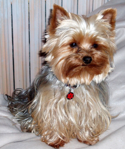 Publication : Du Mas De La Pommière Auteur : zoladek