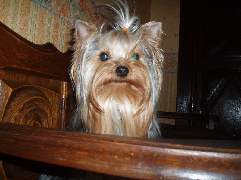 Publication : Du Mas De La Pommière Auteur : zoladek