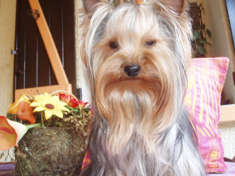 Publication : Du Mas De La Pommière Auteur : zoladek