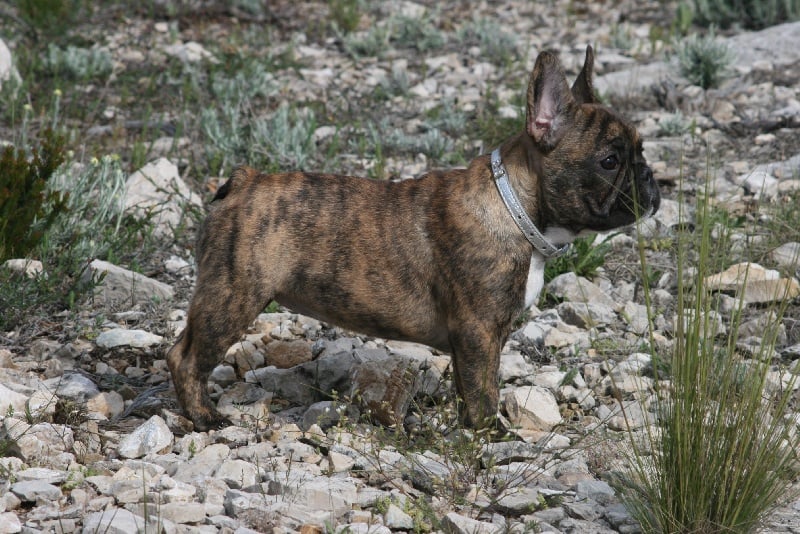 Publication : Des Collines Du Garlaban Auteur : laure sanchez