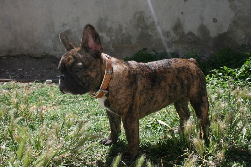 Publication : Des Collines Du Garlaban Auteur : laure sanchez