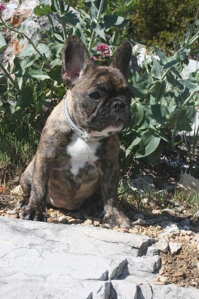 Publication : Des Collines Du Garlaban Auteur : laure sanchez