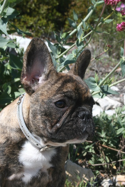 Publication : Des Collines Du Garlaban Auteur : laure sanchez