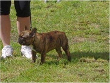 Faithful du Vallon de Beaumont - 1ère très prometteur classe baby (régionale d'élevage)