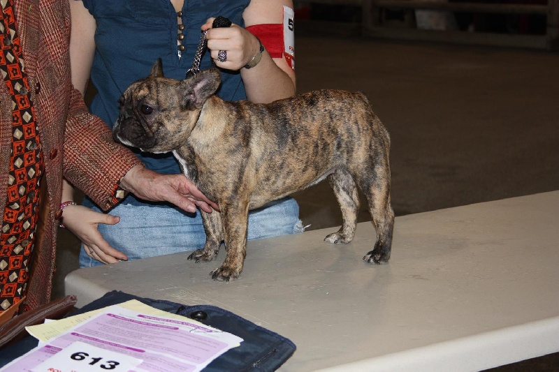 Faithful du Vallon de Beaumont - très prometteur classe puppy