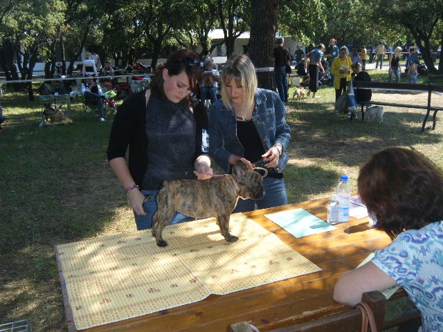 Faithful du Vallon de Beaumont - 2eme très prometteur classe baby ( régionale d'élevage)
