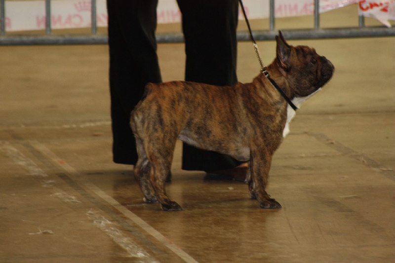 Faithful du Vallon de Beaumont - 2 eme excellent classe jeune, confirmation ( spéciale de race)