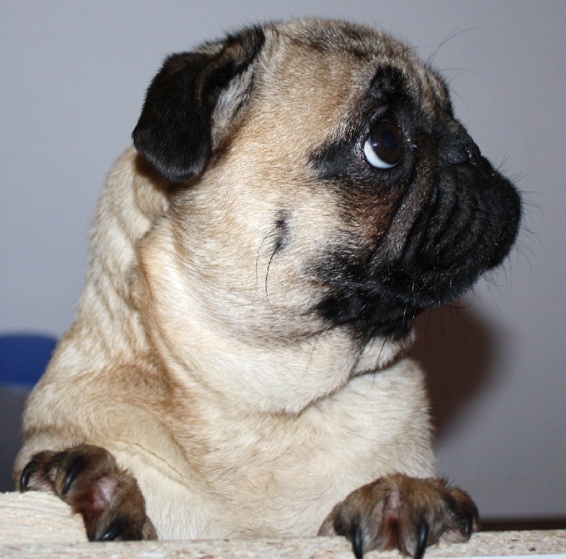 Publication : Du Clan Des Machaons Auteur : Perrine Dumont