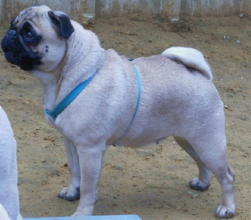 Publication : Du Clan Des Machaons Auteur : Perrine Dumont