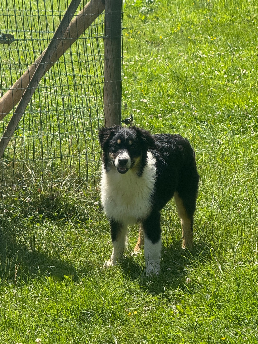 Chiot N°5 - Berger Australien