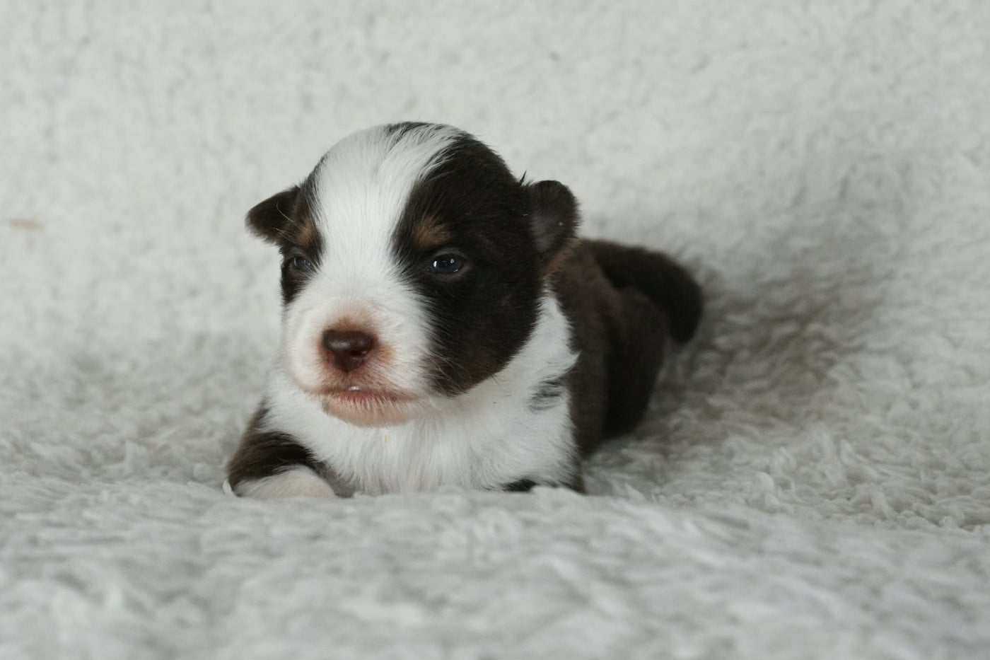 CHIOT 1