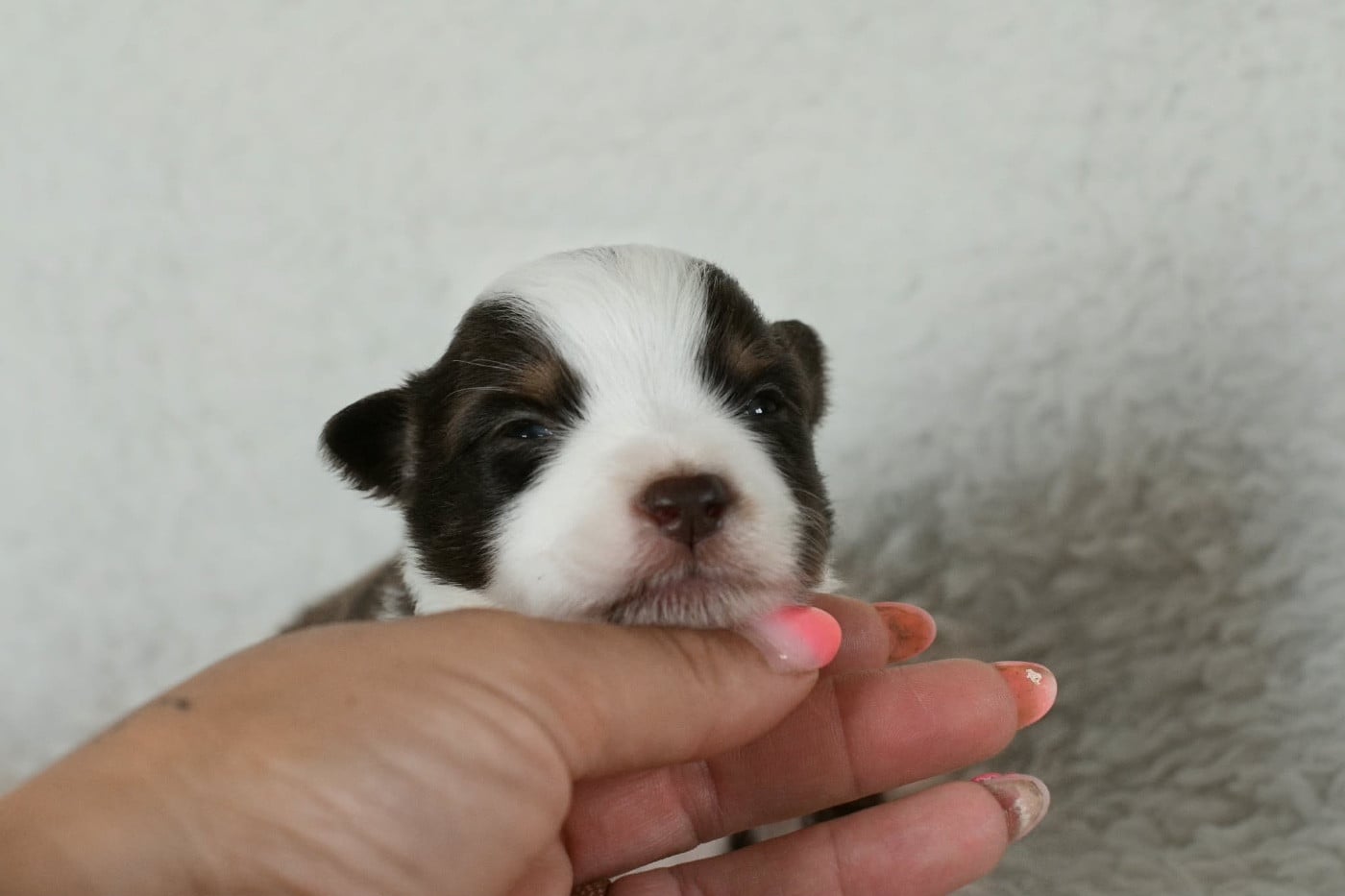 CHIOT 1