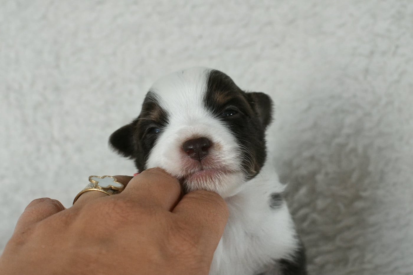 CHIOT 1