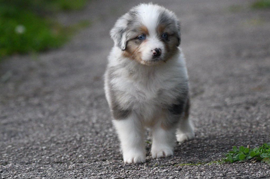 Avec la tikuna java in parigi