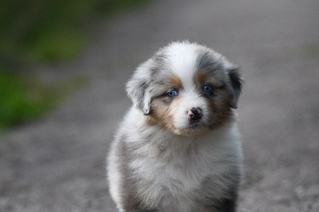 Avec la tikuna java in parigi