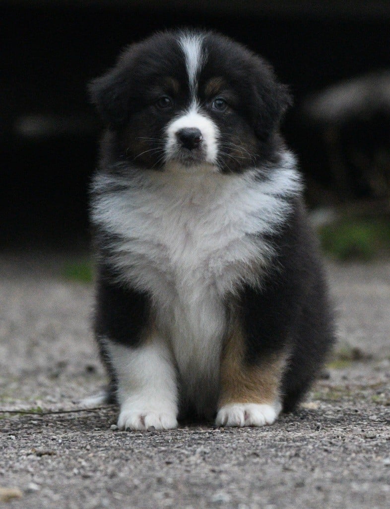 Avec le tikuna ravi in parigi