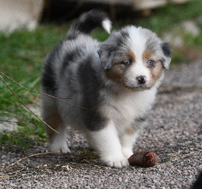 Les chiots de Berger Australien