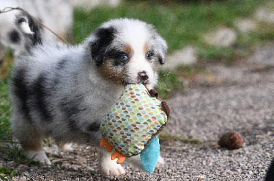 Les chiots de Berger Australien