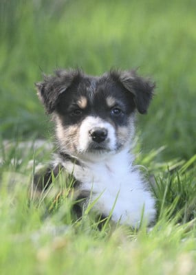 Les chiots de Berger Australien