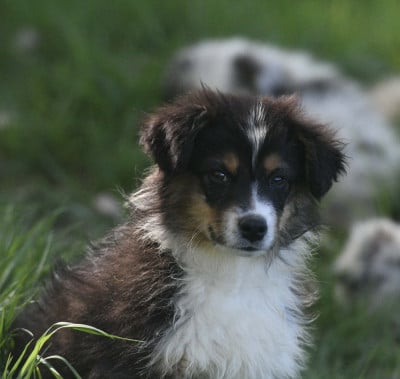 Les chiots de Berger Australien