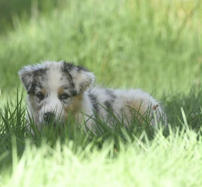 Les chiots de Berger Australien