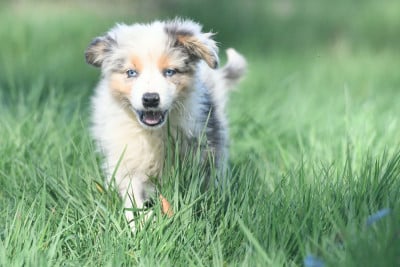 Les chiots de Berger Australien