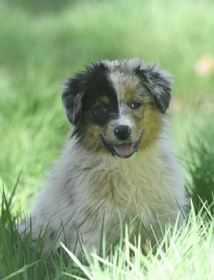 Les chiots de Berger Australien