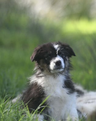 Les chiots de Berger Australien