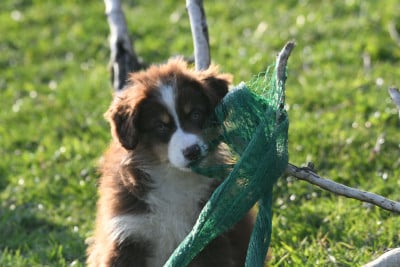 Les chiots de Berger Australien