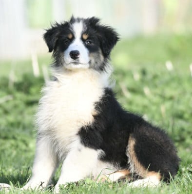 Les chiots de Berger Australien