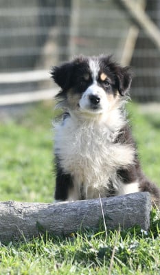 Les chiots de Berger Australien