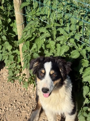 Les chiots de Berger Australien
