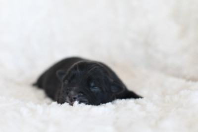 Les chiots de Berger Américain Miniature 