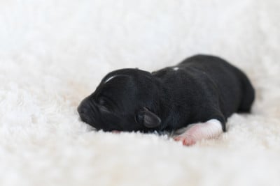 Les chiots de Berger Américain Miniature 