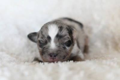 Les chiots de Berger Américain Miniature 