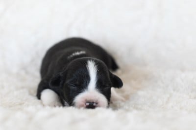 Les chiots de Berger Américain Miniature 