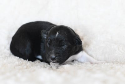 Les chiots de Berger Américain Miniature 