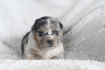 Les chiots de Berger Américain Miniature
