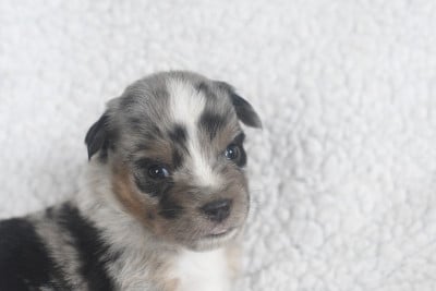 Les chiots de Berger Américain Miniature