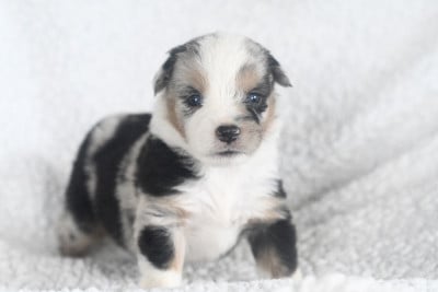 Les chiots de Berger Américain Miniature