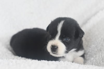 Les chiots de Berger Américain Miniature