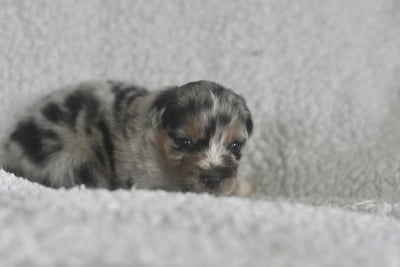Les chiots de Berger Américain Miniature