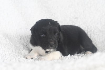 Les chiots de Berger Américain Miniature
