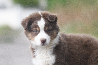 Les chiots de Berger Américain Miniature 