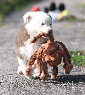 Les chiots de Berger Américain Miniature 